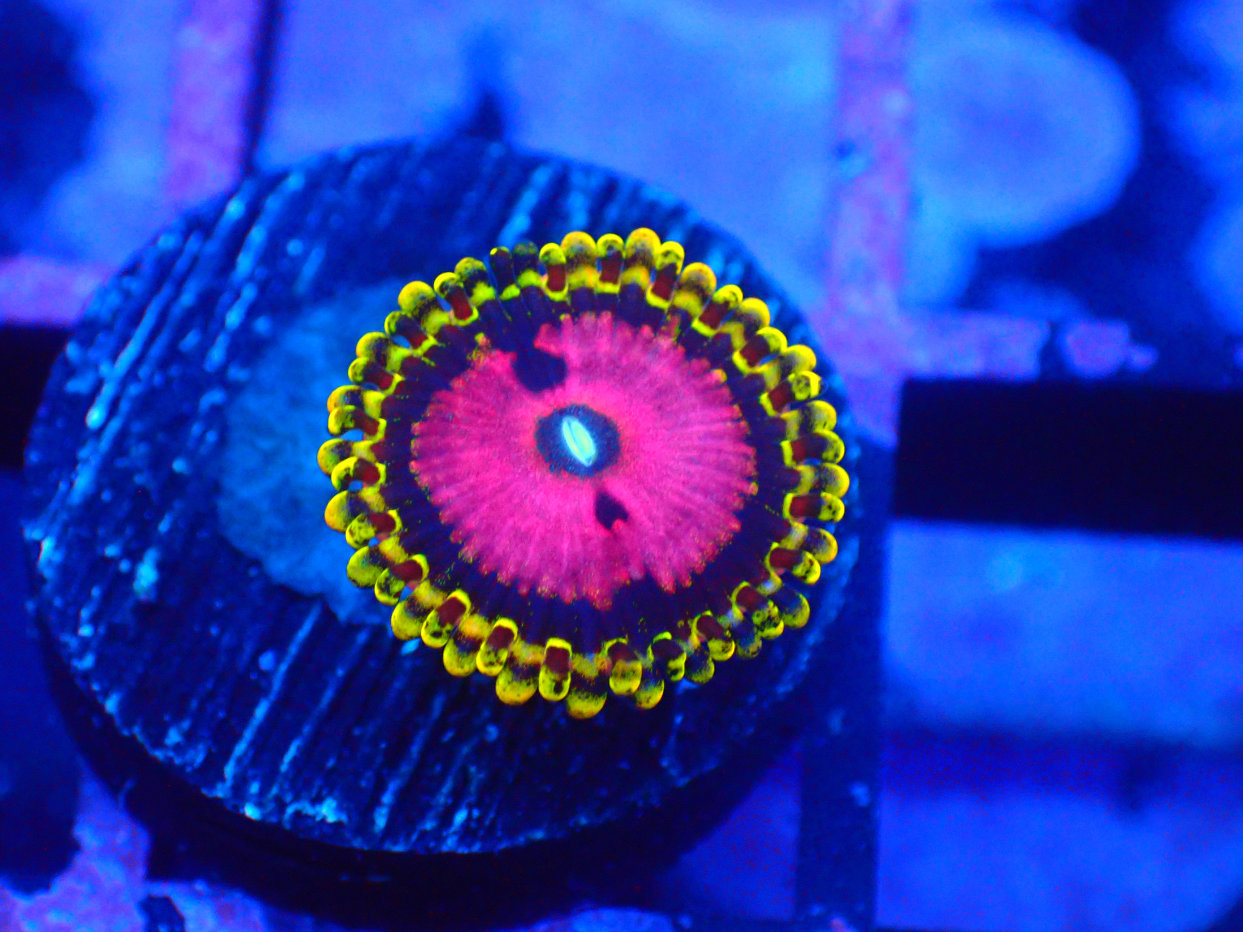 PRIVATE SALE DUSTY 11-28-25