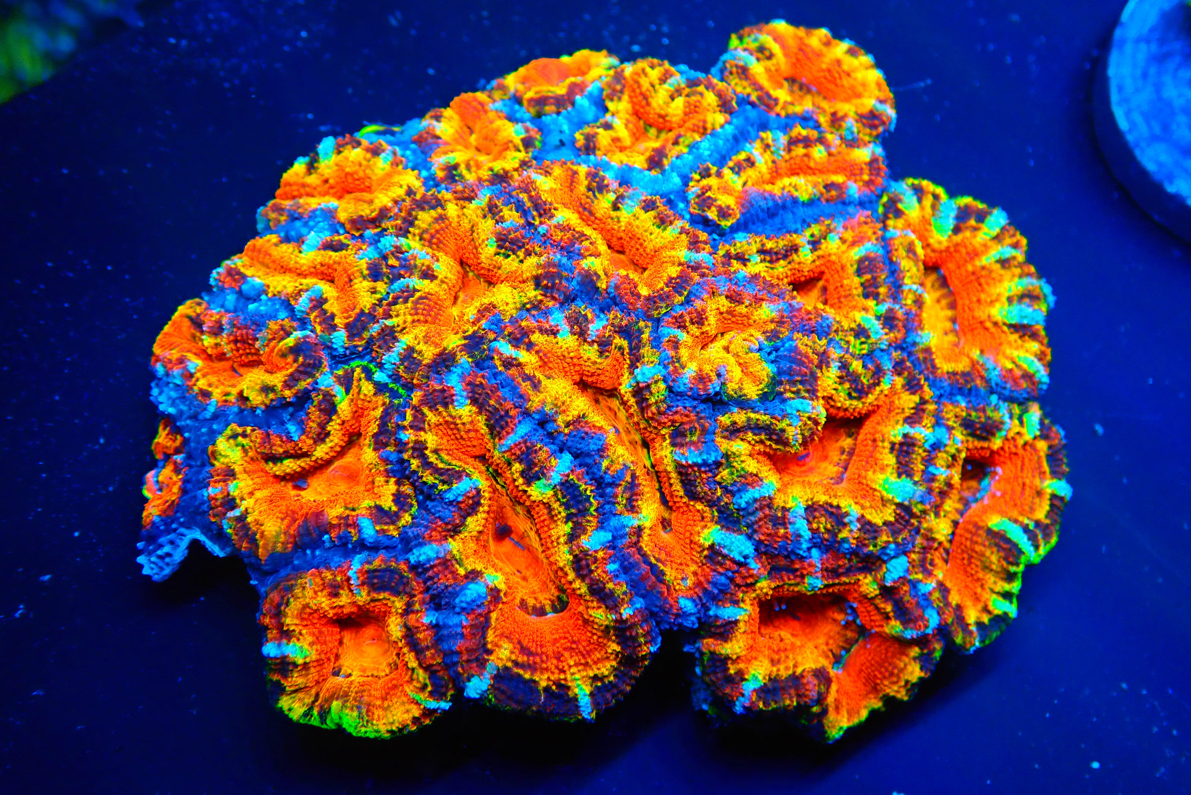 CRAYON BOX ACAN COLONY - WYSIWYG