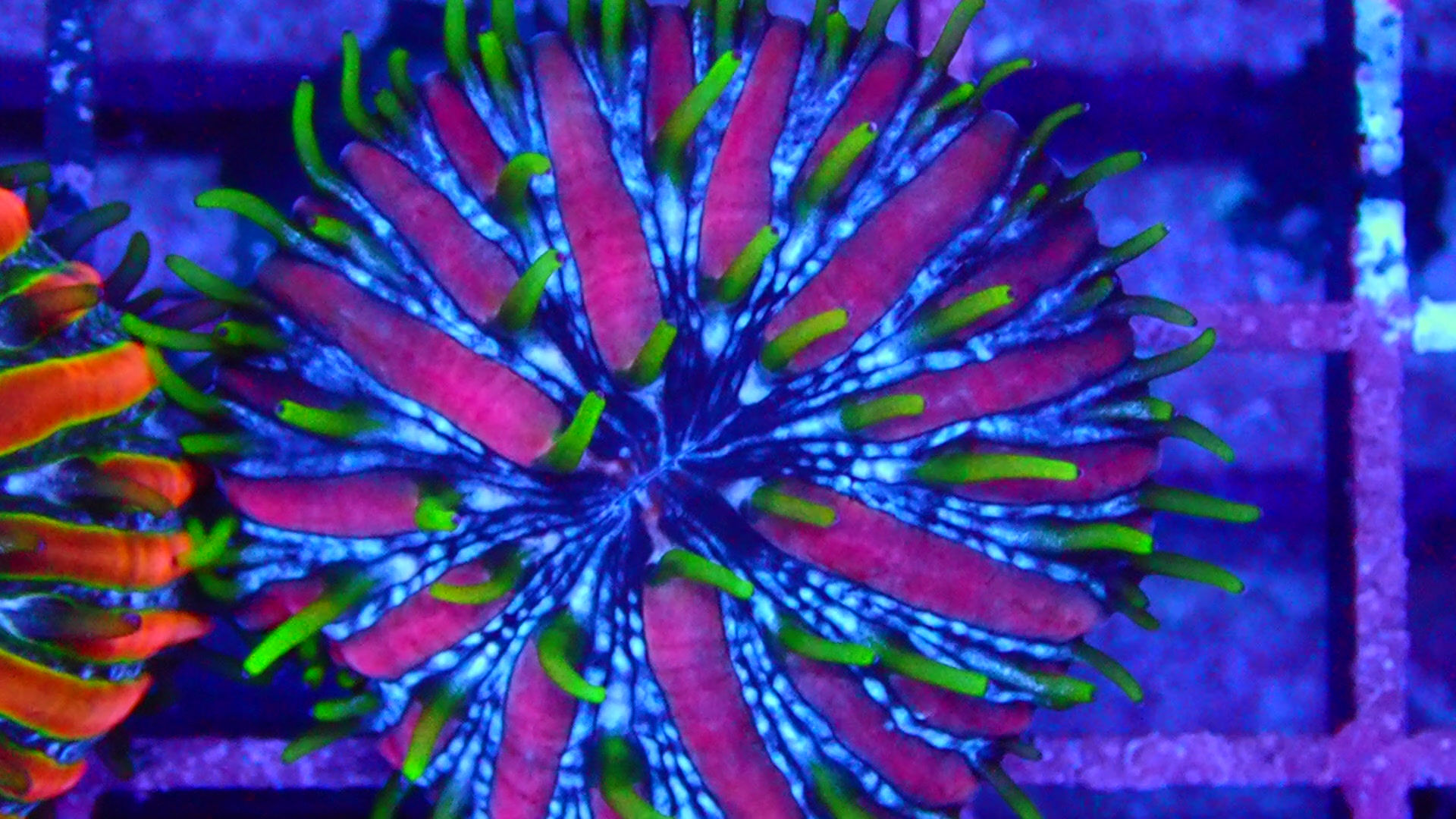 👾 ALIEN SPACE PLATE 👾