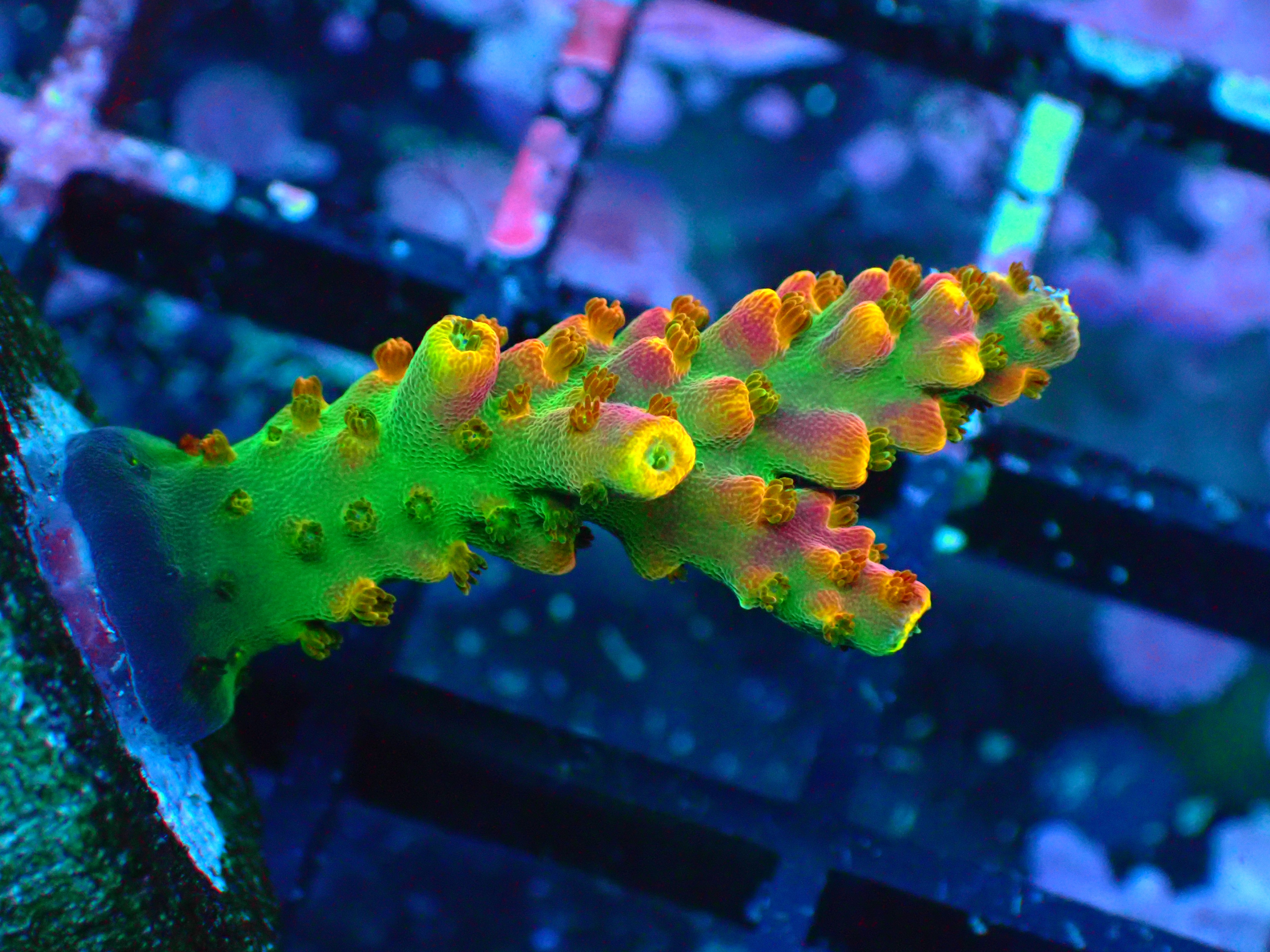 PRIVATE SALE AVORY M 8-29-25