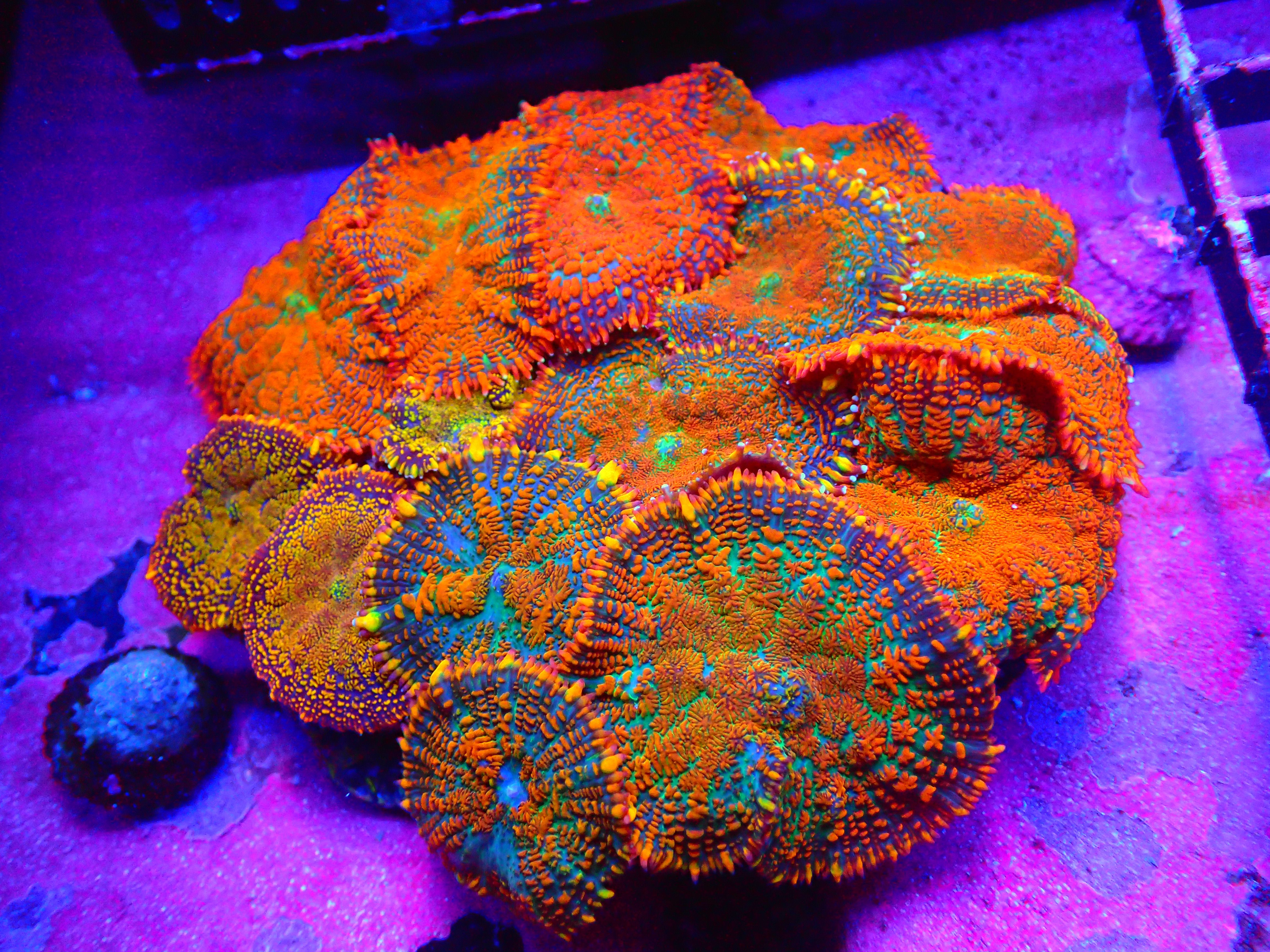 XL ULTRA RHODACTUS ROCK - WYSIWYG