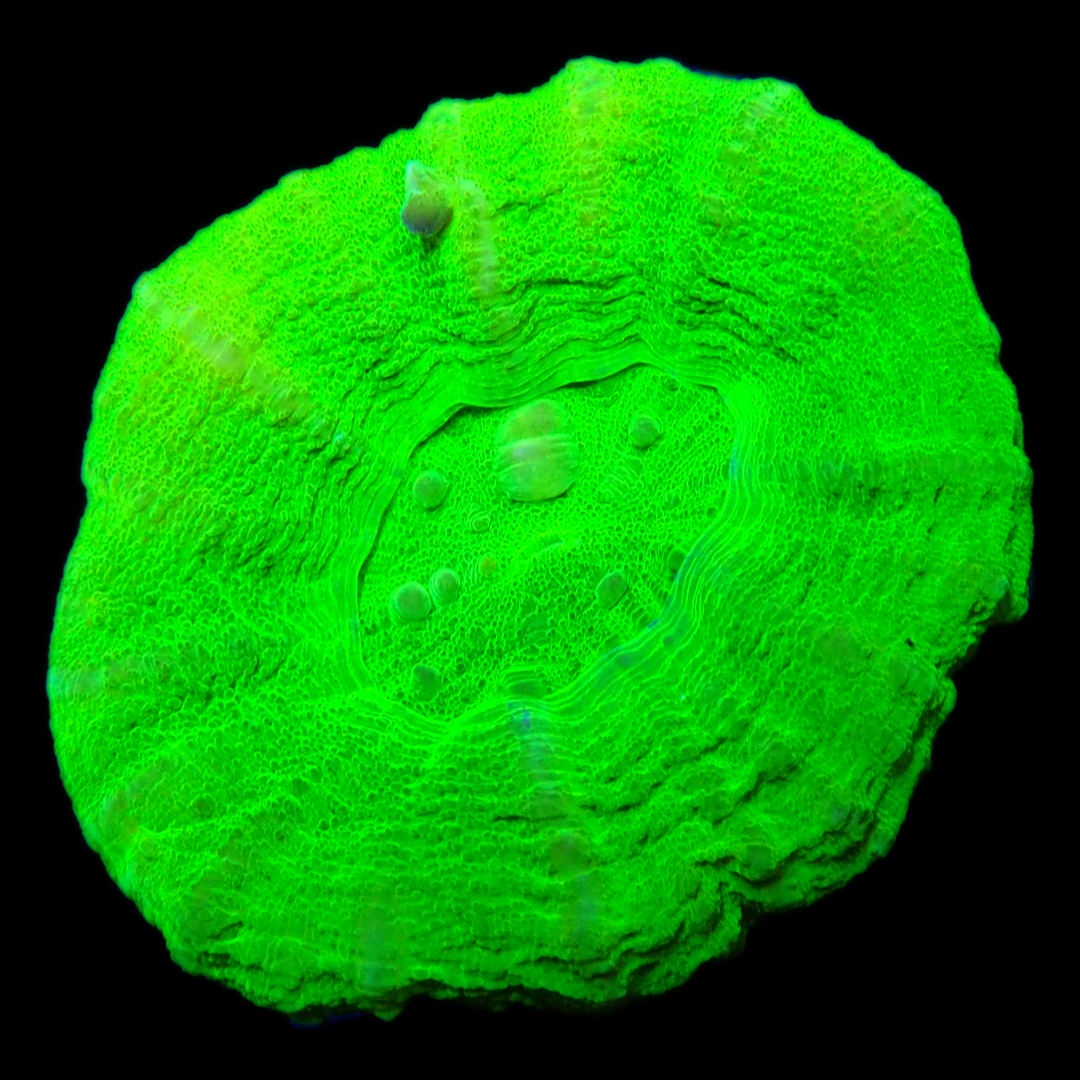 BUBBLE GREEN SCOLYMIA - WYSIWYG