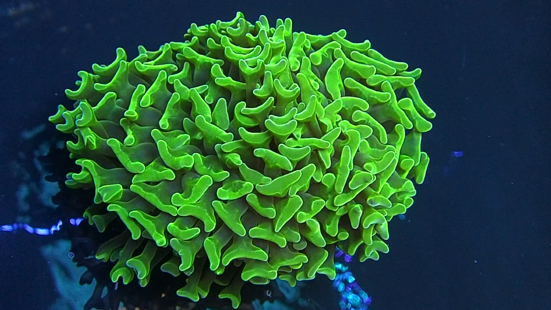 JESSICA HARREN-LIVE AUCTION DO NOT BUY