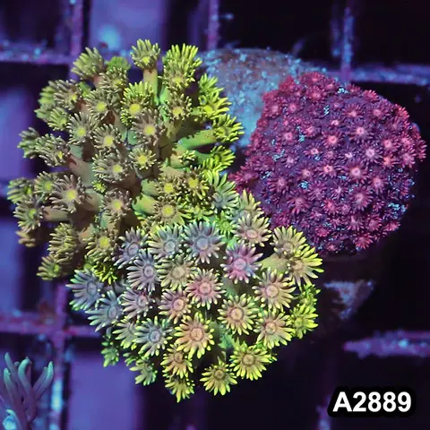 Thumbnail: JB1 ELITE - 9-16-25