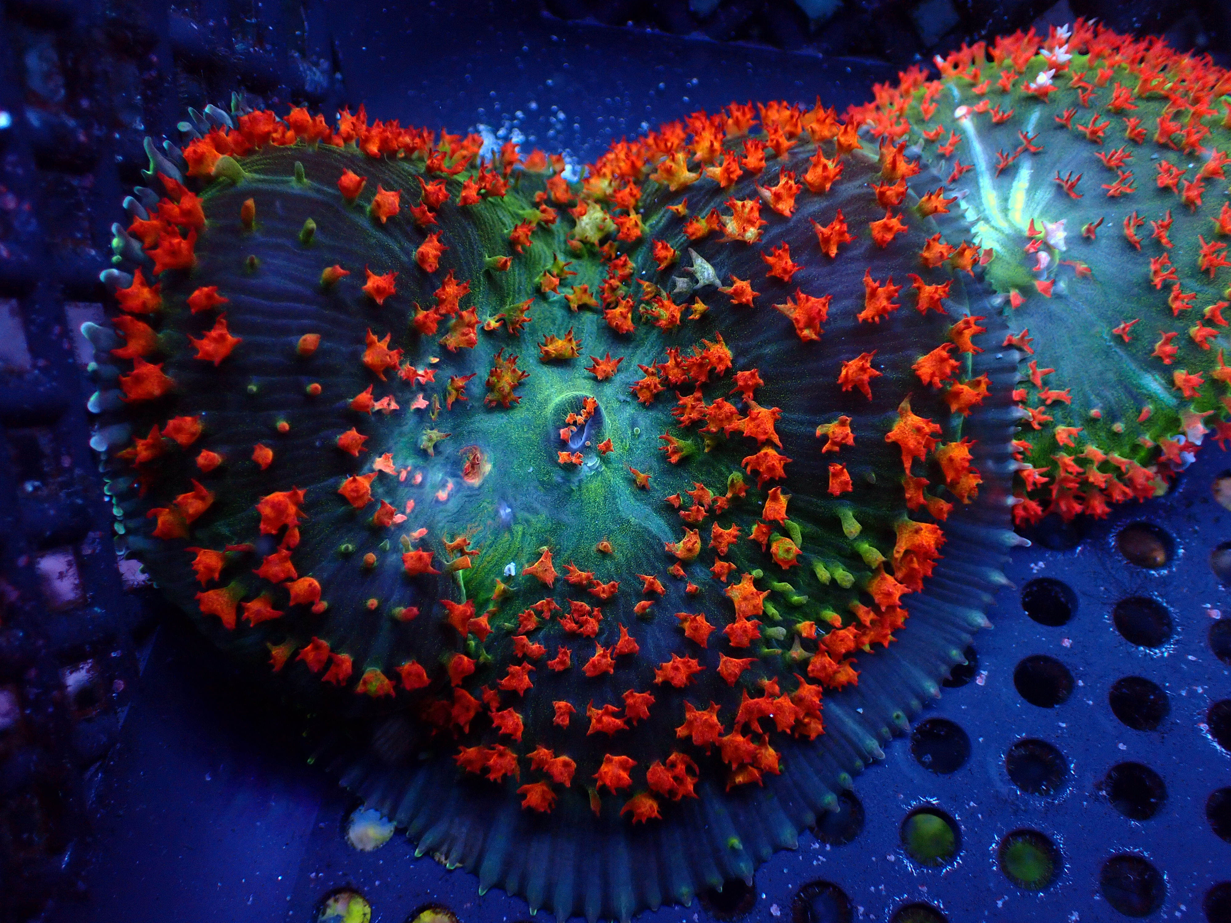 PRIVATE SALE REEFLIFE ON TIK TOK 11-14-25