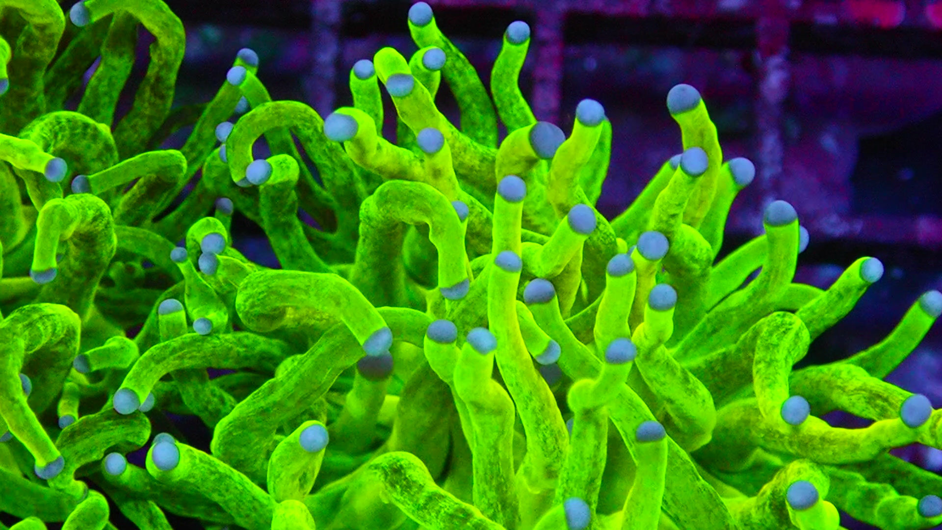 CHICAGO TOUR GLENN SMIT 1-2-26