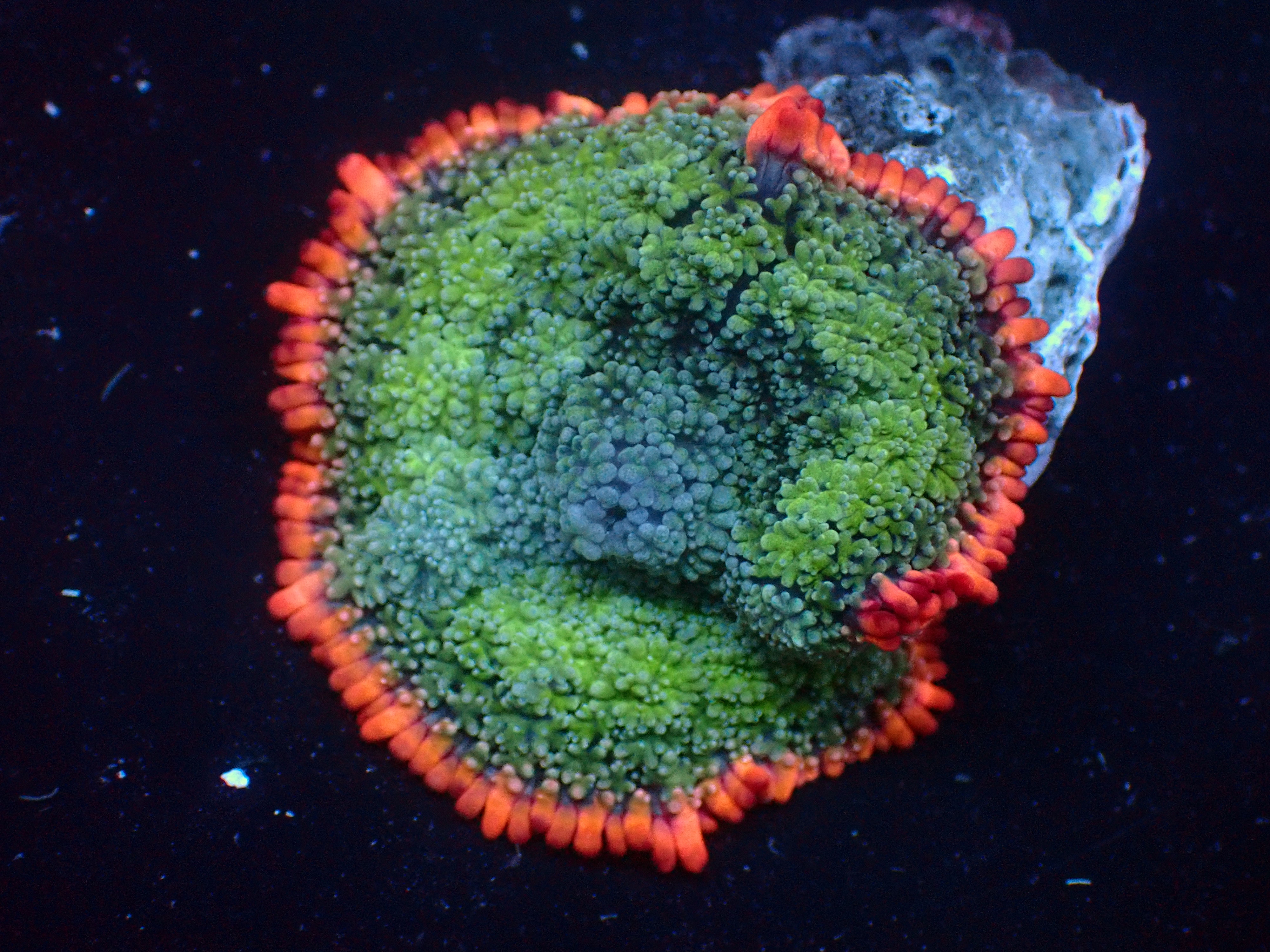 WISCONSIN TOUR ADRIAN MIL 1-18-26