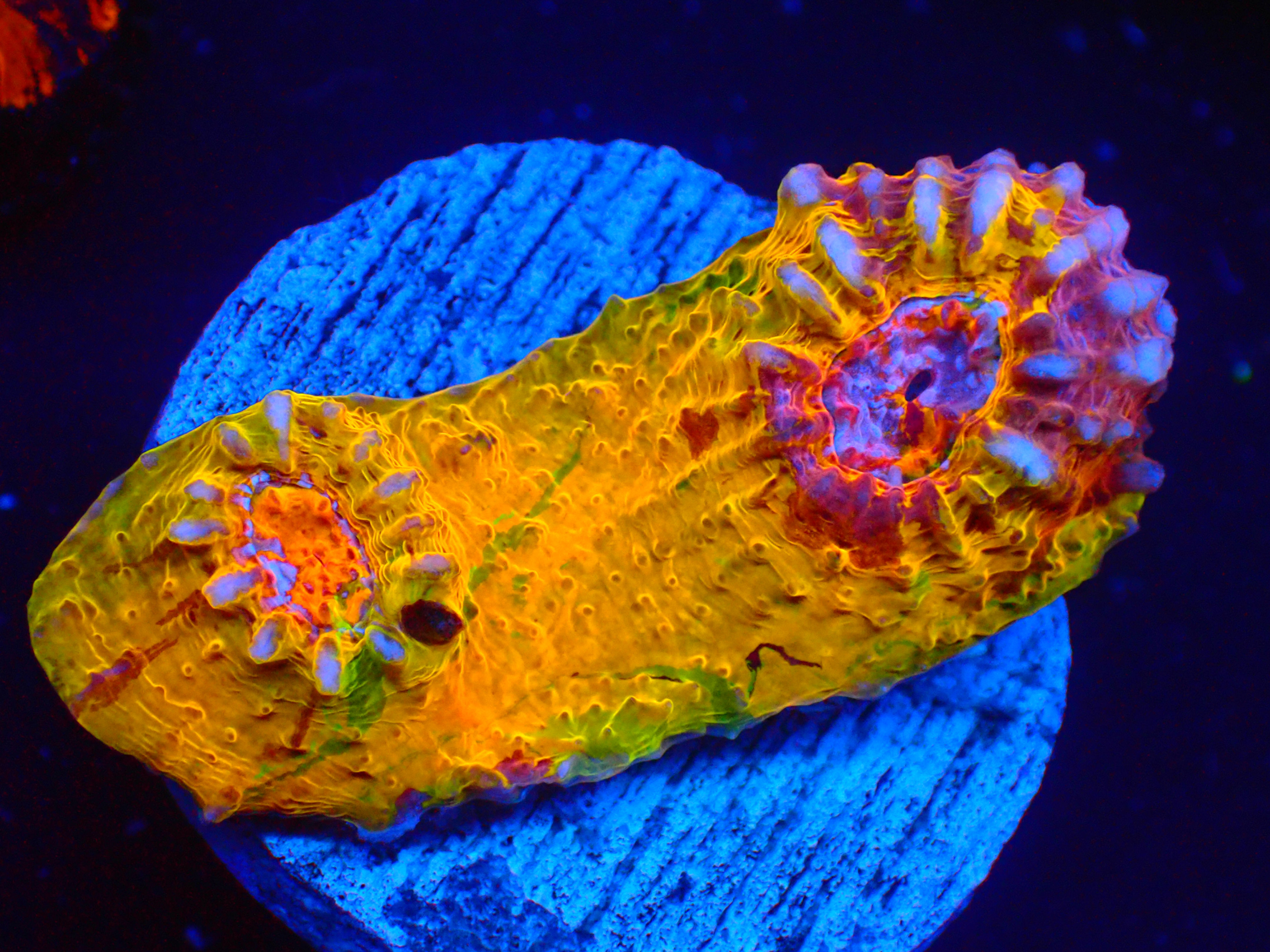 PRIVATE SALE MYTHICAL 12-21-25