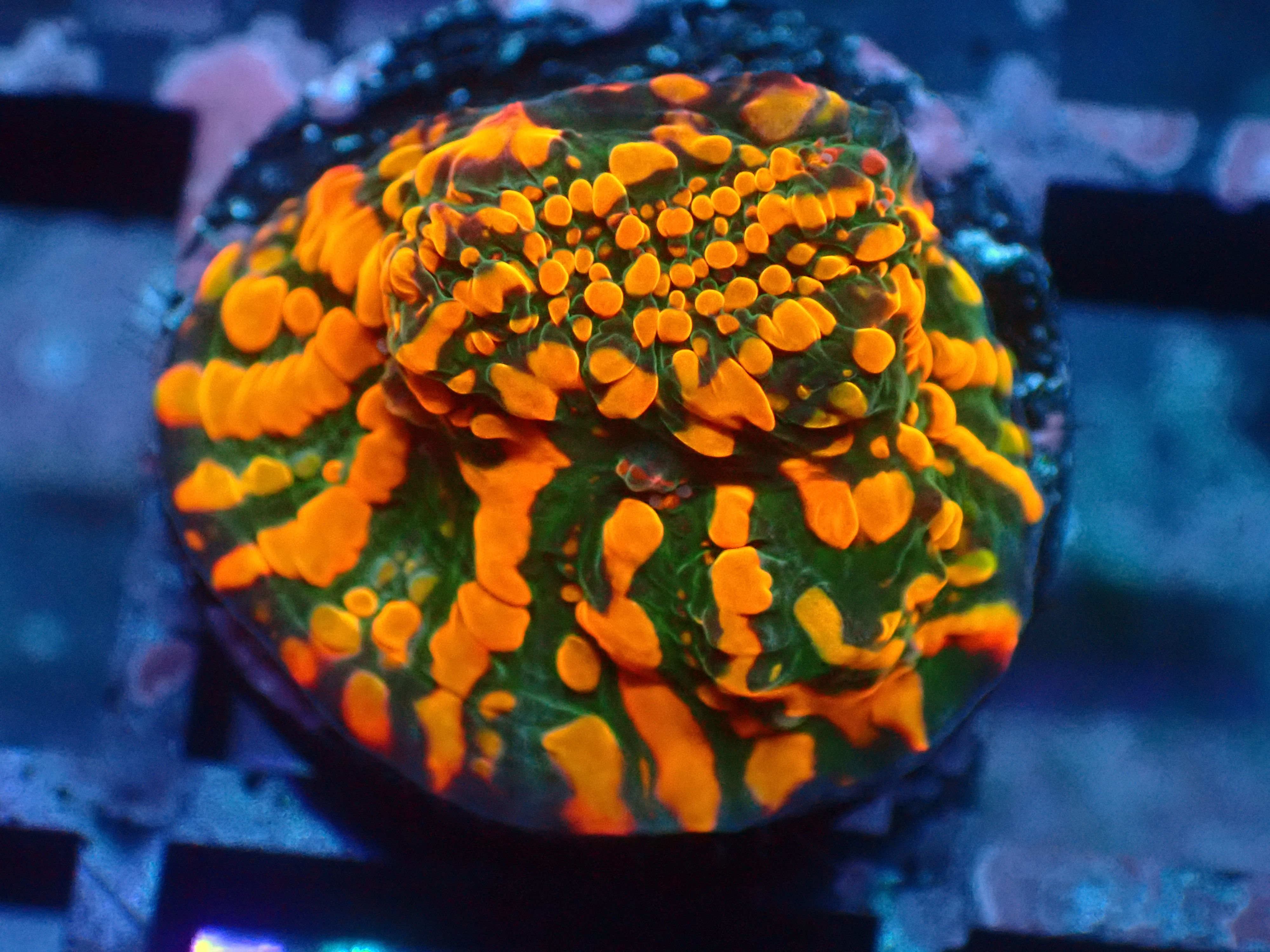 PRIVATE SALE JOSHUA E 12-14-25