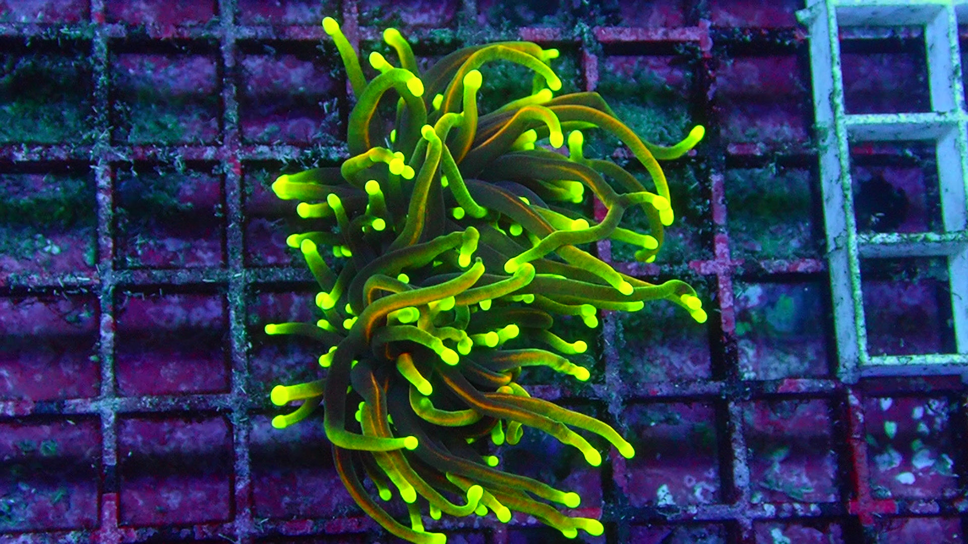 PRIVATE SALE JARED MC 9-28-25