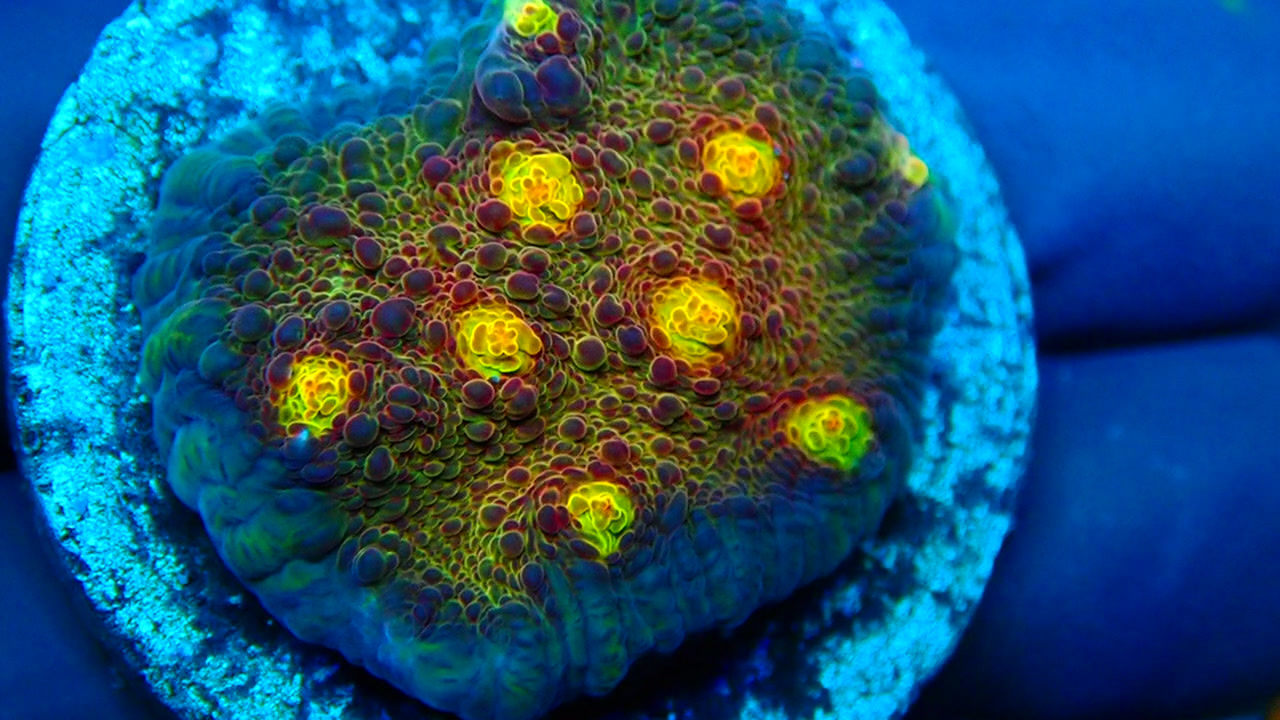 PRIVATE SALE JAMISON GAVE JAMIE 11-8