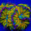Thumbnail: SWEET TART BOUNCE ROCK - 4 POLYPS WAFFLE