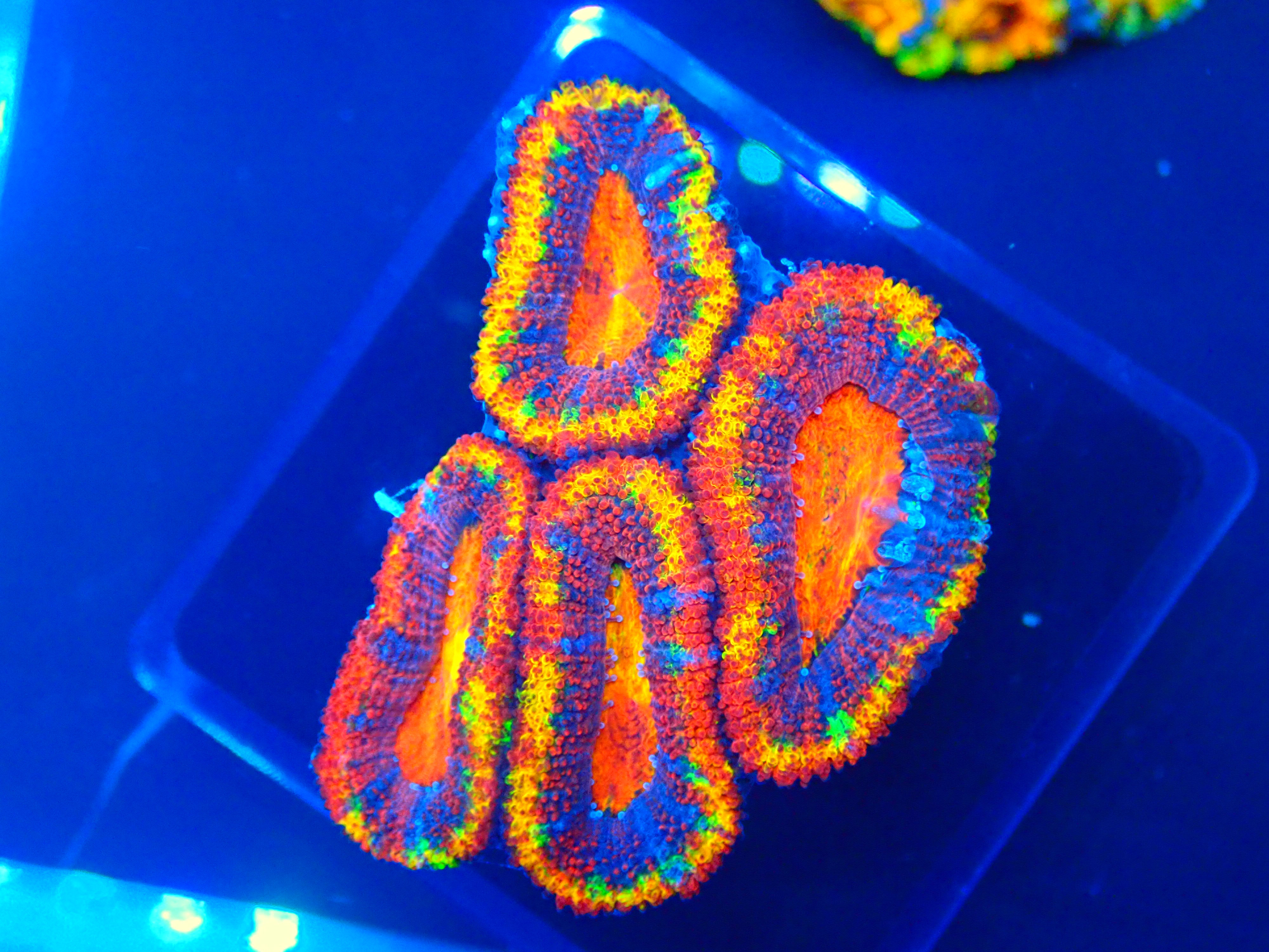 MANDALA 2.0 FRAG