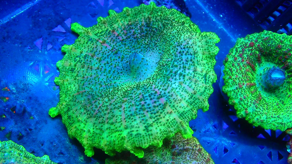 Thumbnail: PRIVATE SALE RUSSELL 10-31-25