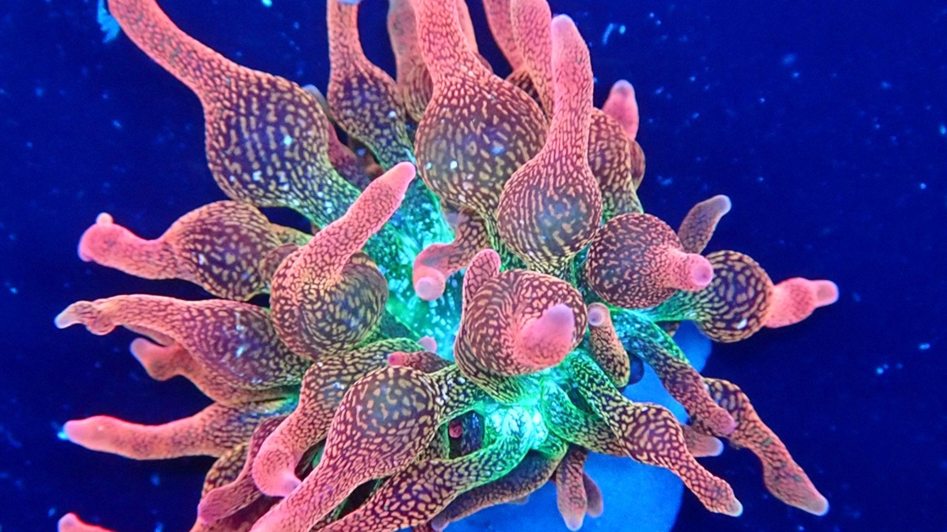 PRIVATE SALE BEN GUI 9-21-25