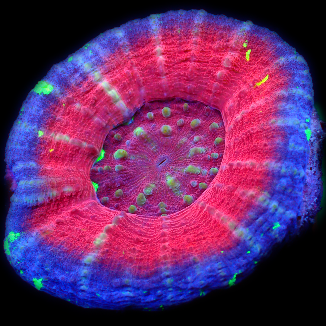 MEDIUM RARE SCOLYMIA - WYSIWYG