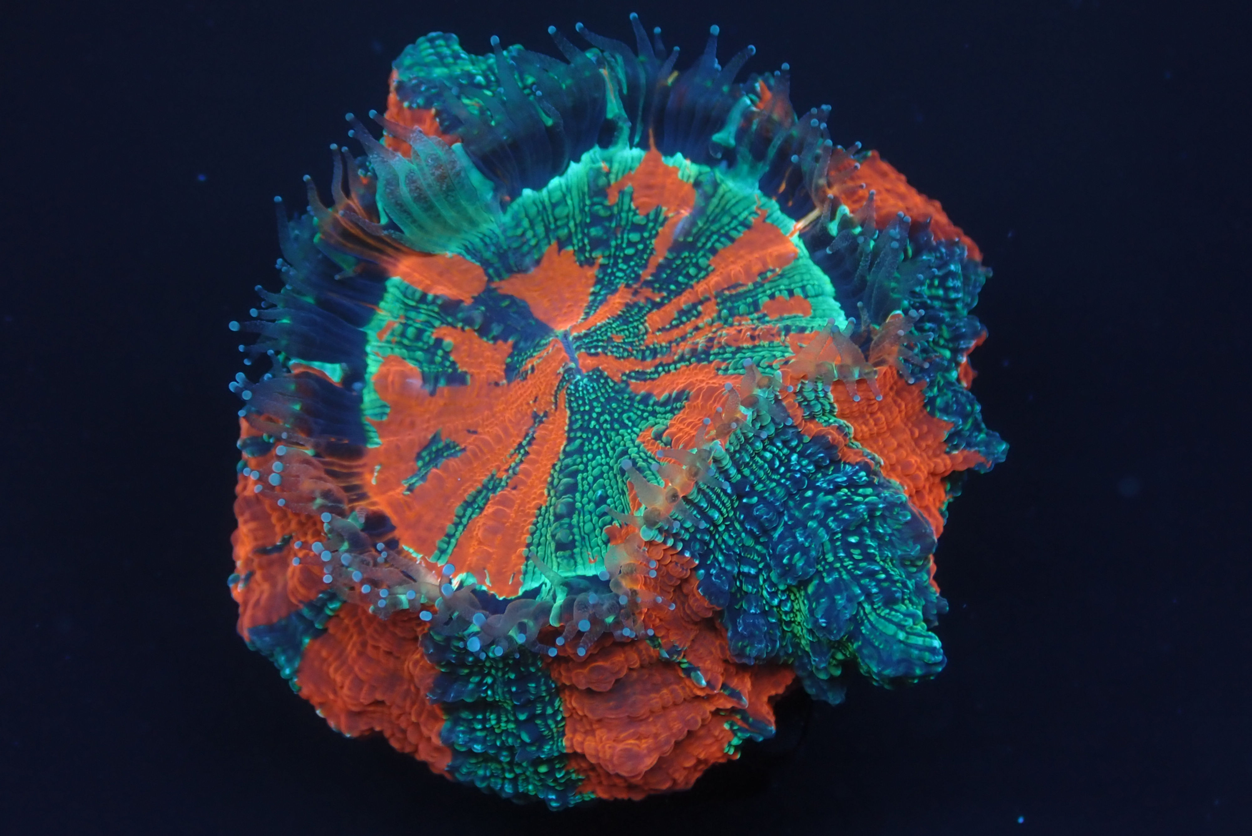 Acanthro Rbc WINNERS CHOICE WAFFLE - ACANTHO VSSCOLY | Kush Corals