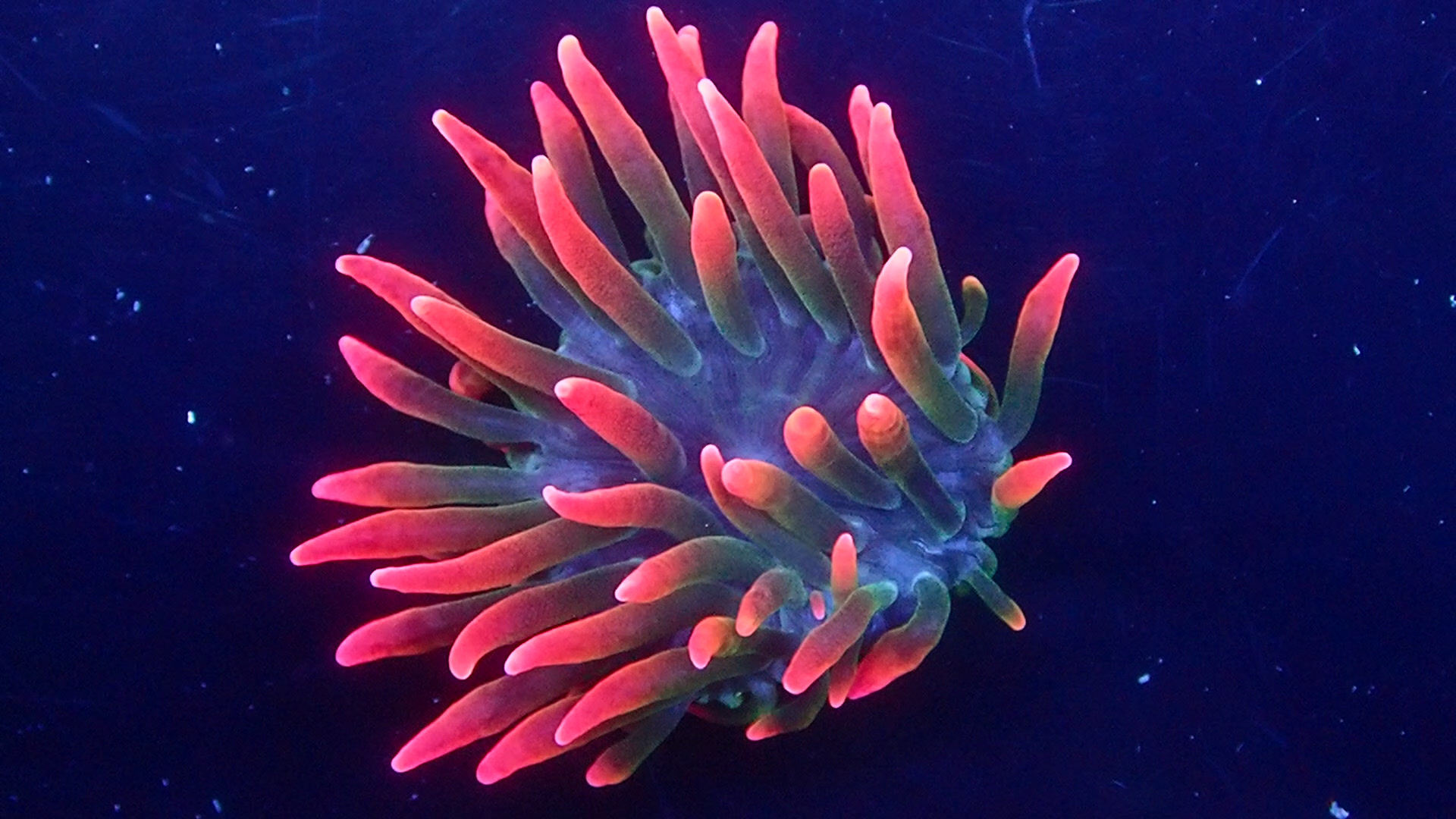 WISCONSIN TOUR ANI 1-18-26