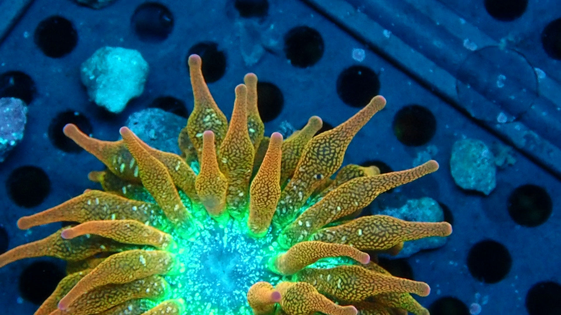 PRIVATE SALE MATTHEW MAC 12-26-25