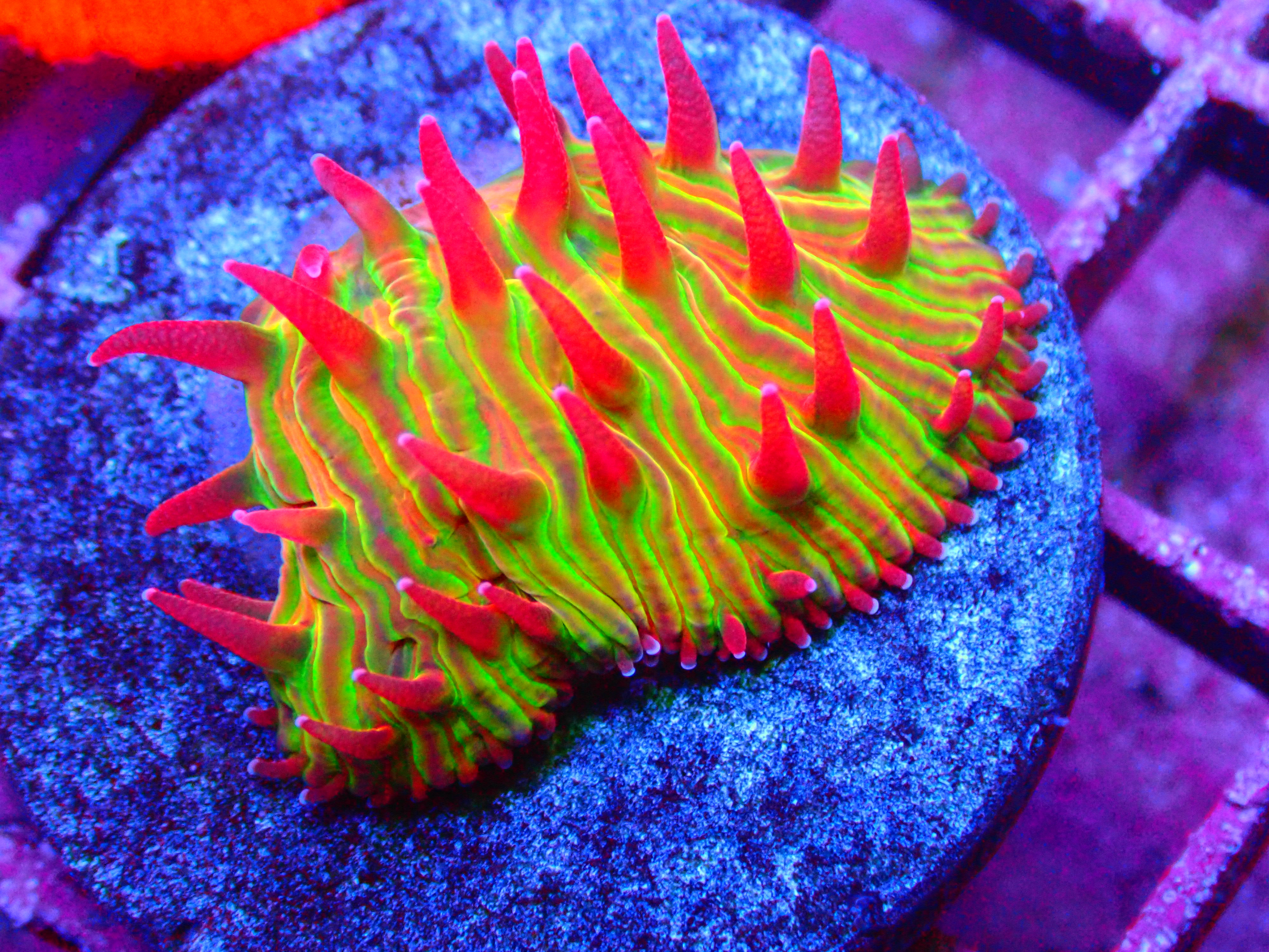 PRIVATE SALE MIKEY C