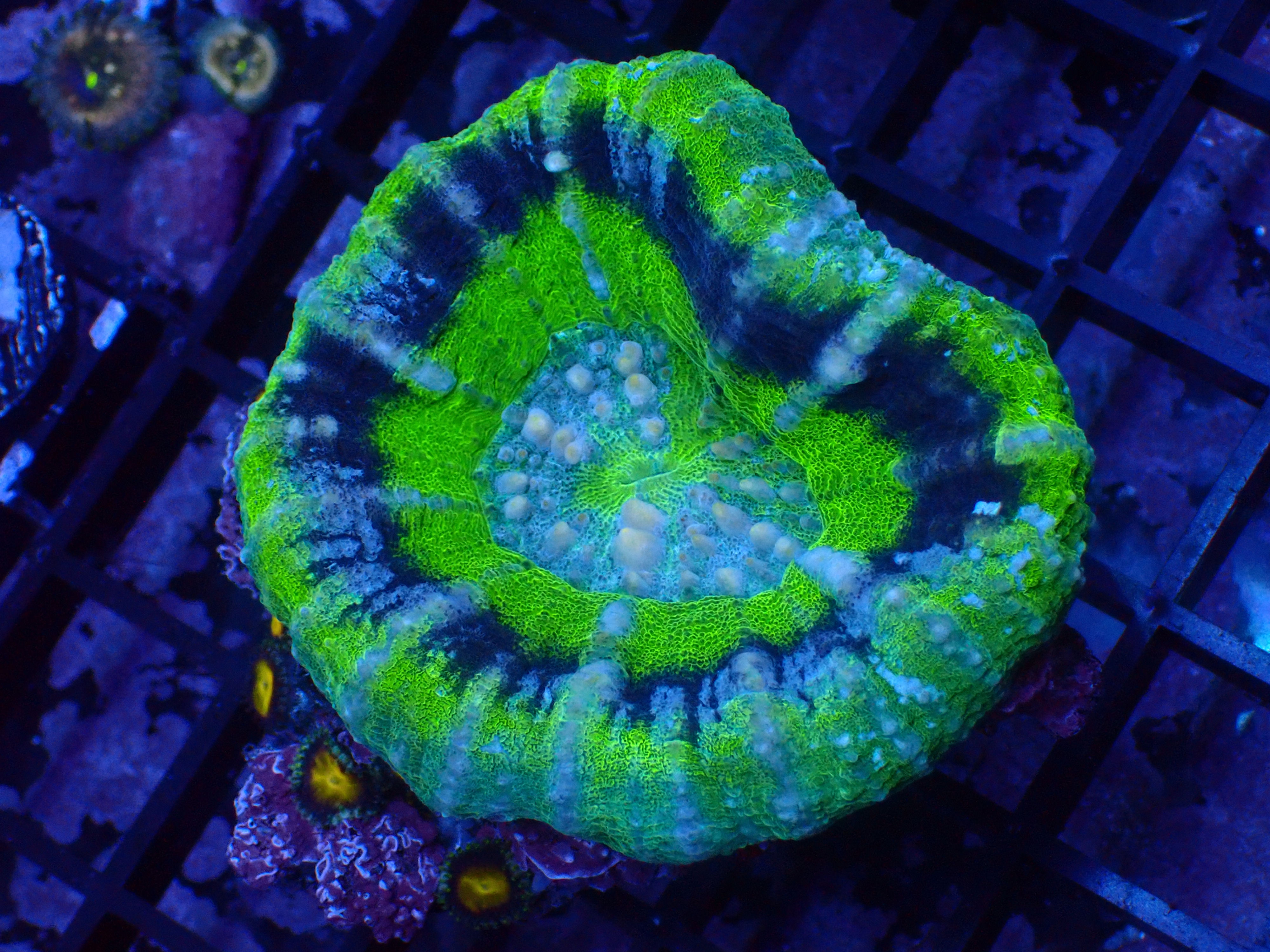 PRIVATE SALE MATT G 11-28-25