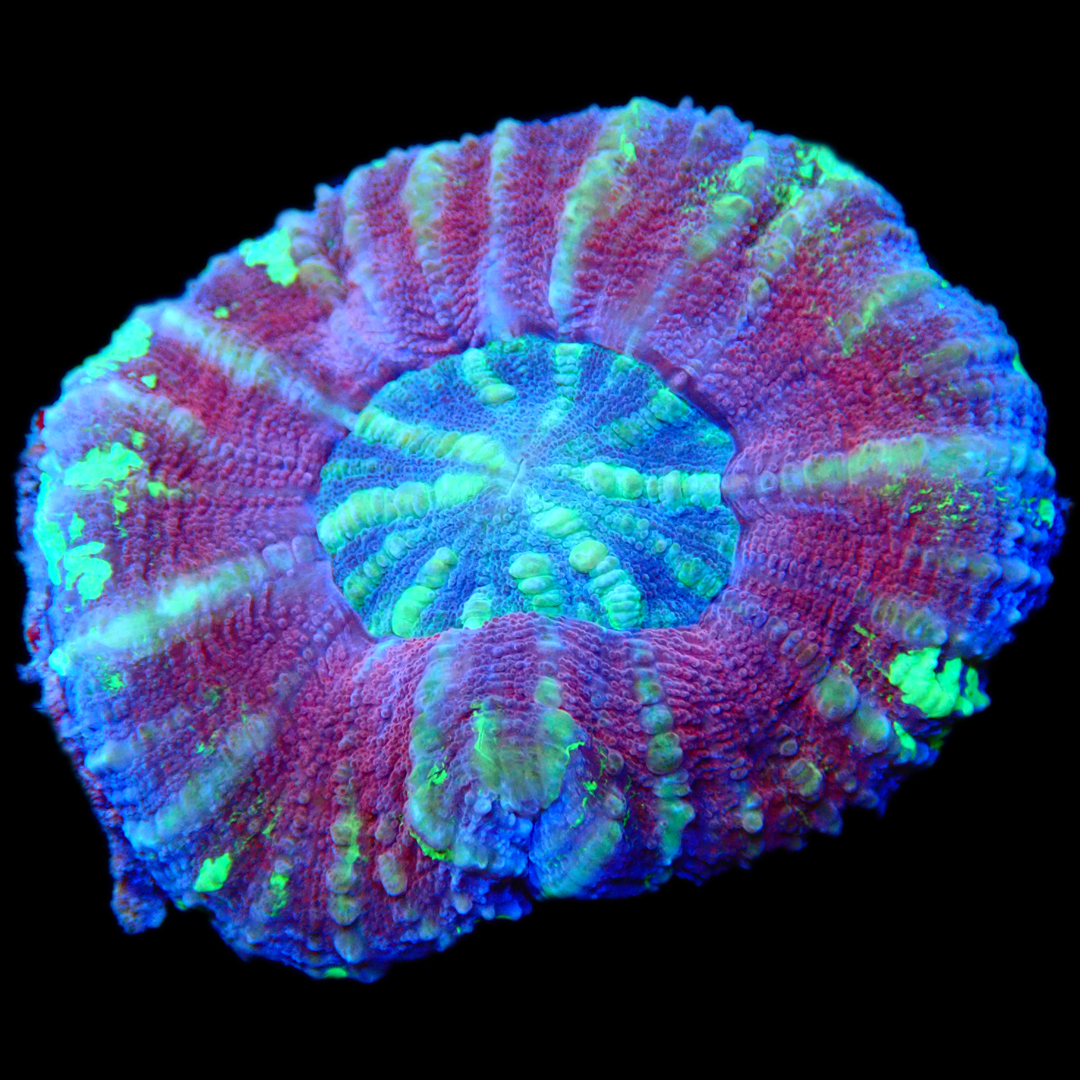 PURPLE URKEL SCOLYMIA - WYSIWYG