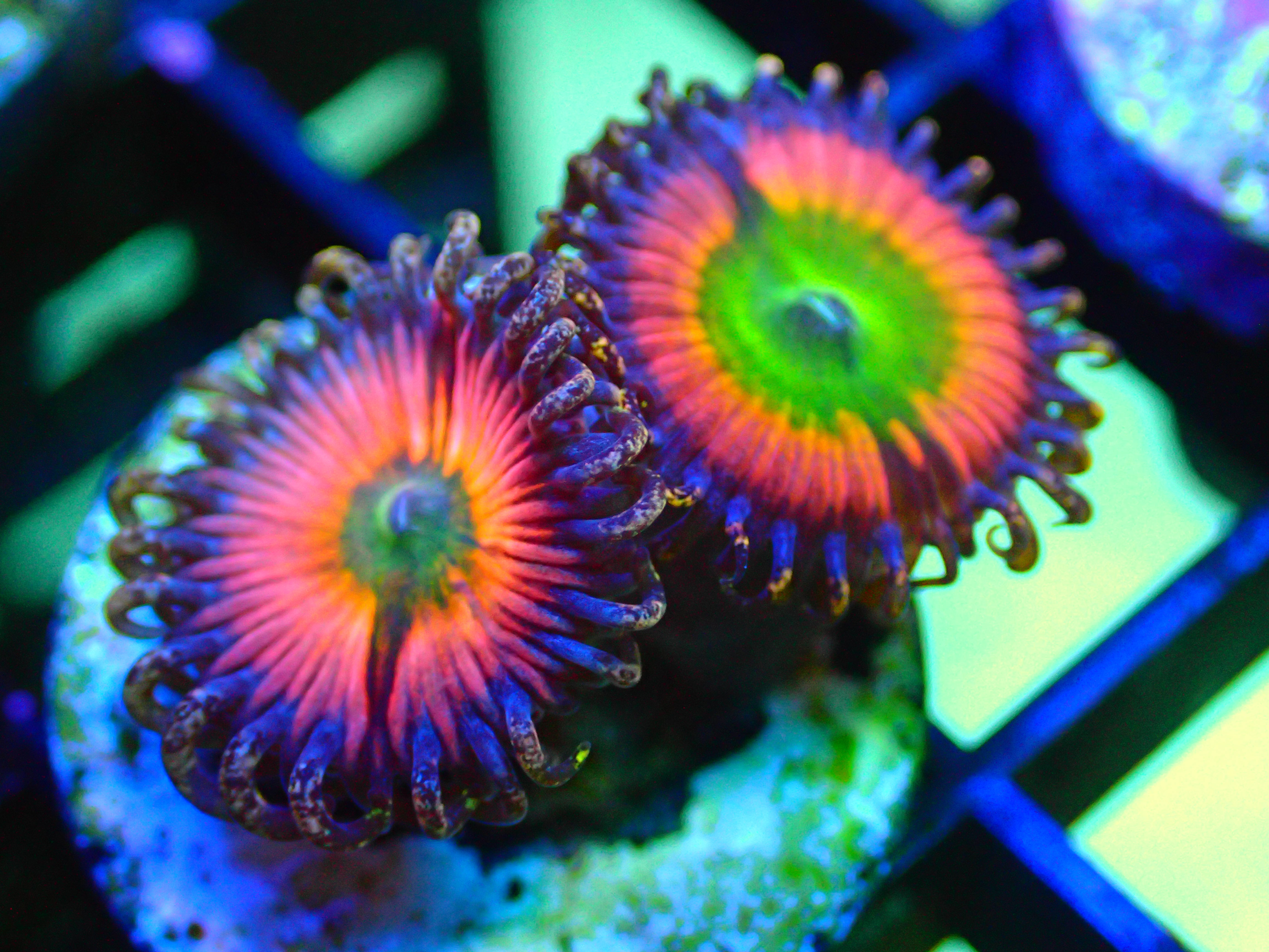 LUCAS BISSETT ORANGE RAINBOW PALY $50 (1%OFF) 49.50