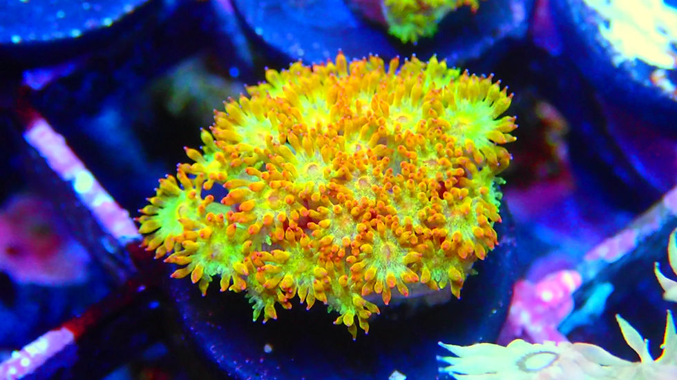 Thumbnail: CITRUS KUSH GONIPORA FRAG - WYSIWYG