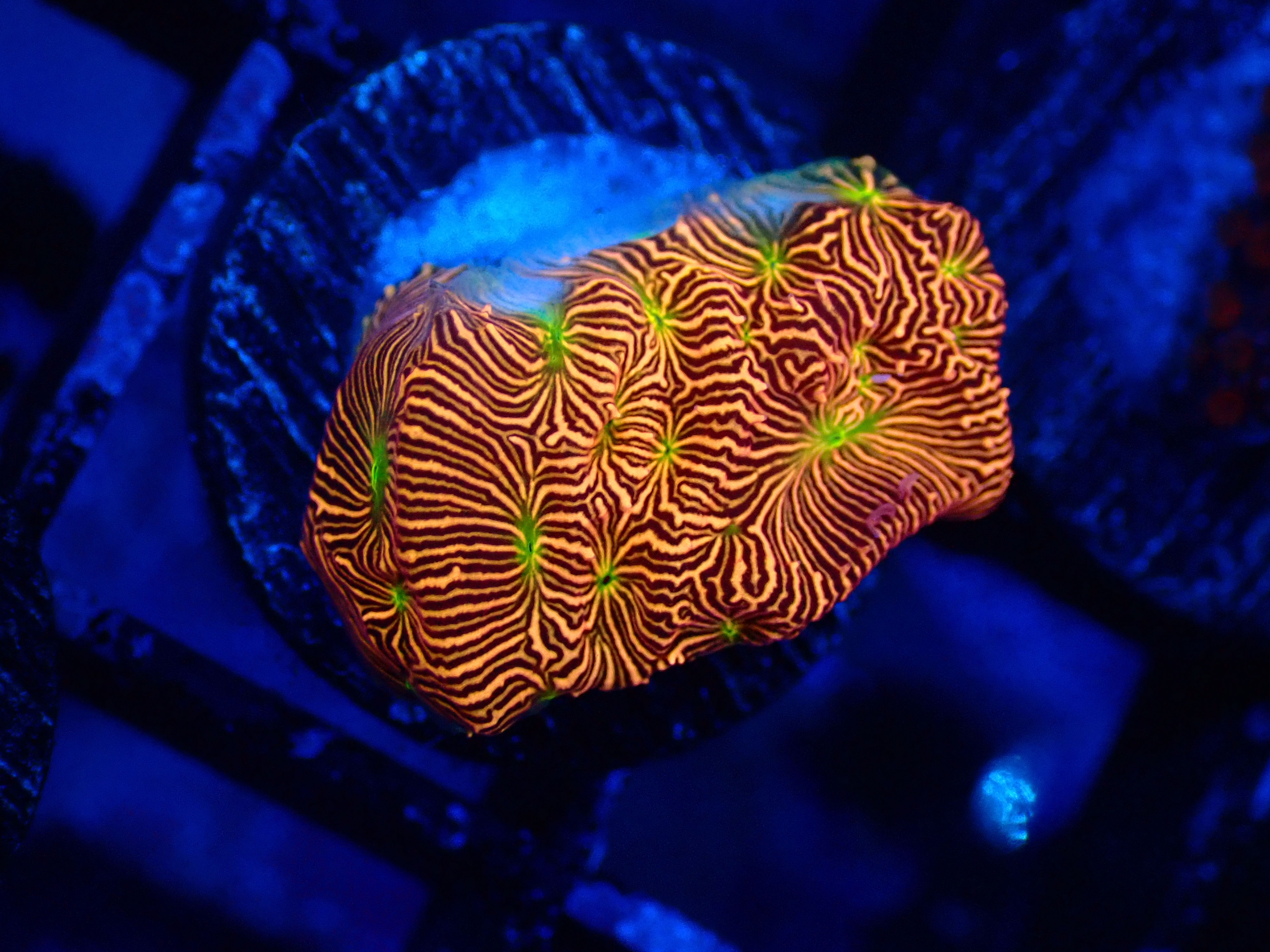 PRIVATE SALE NATHAN S 8-30-25