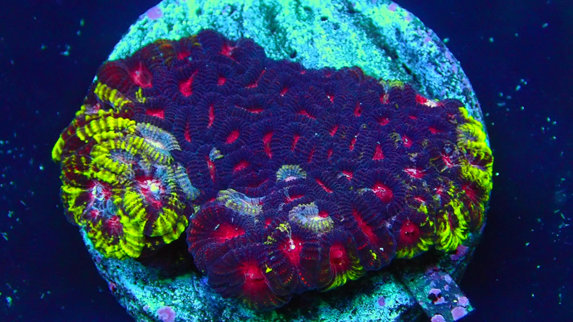 PRIVATE SALE RICK R 9-12-25