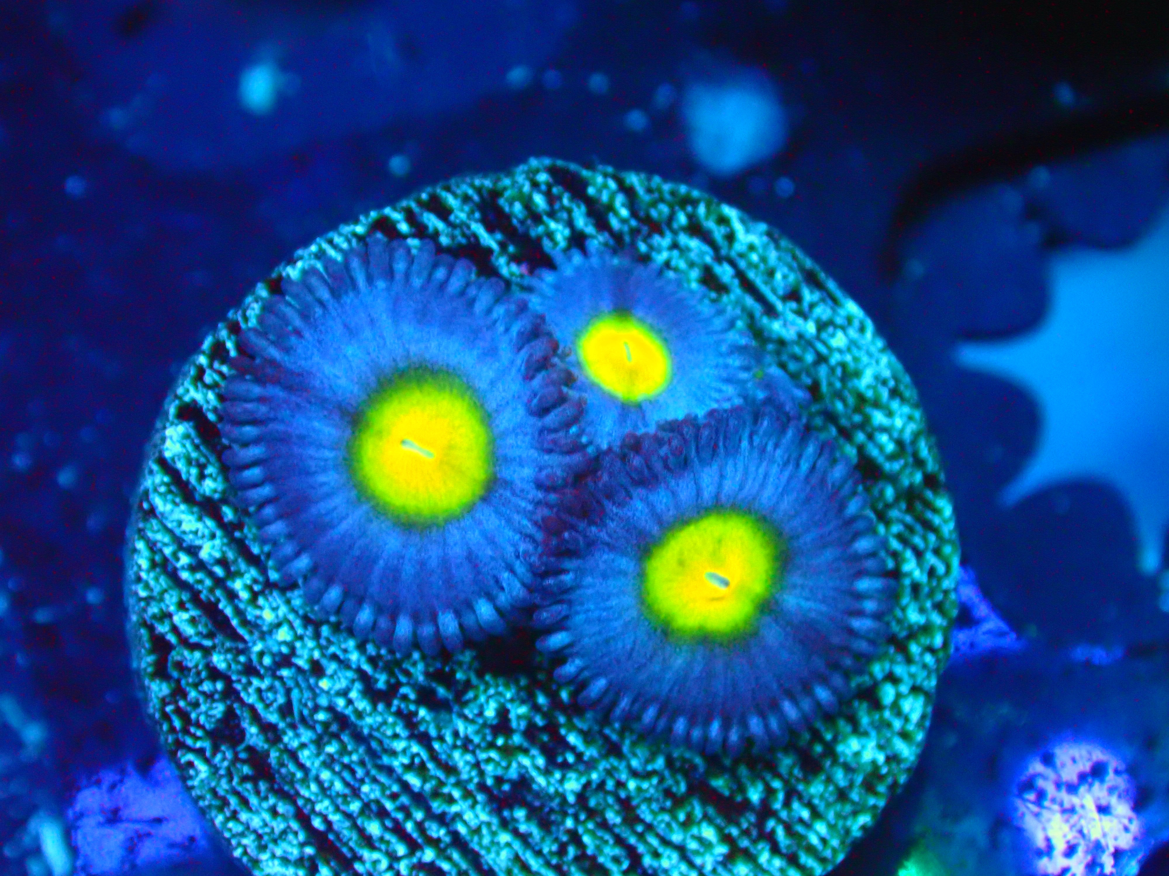 PRIVATE SALE DANIEL J