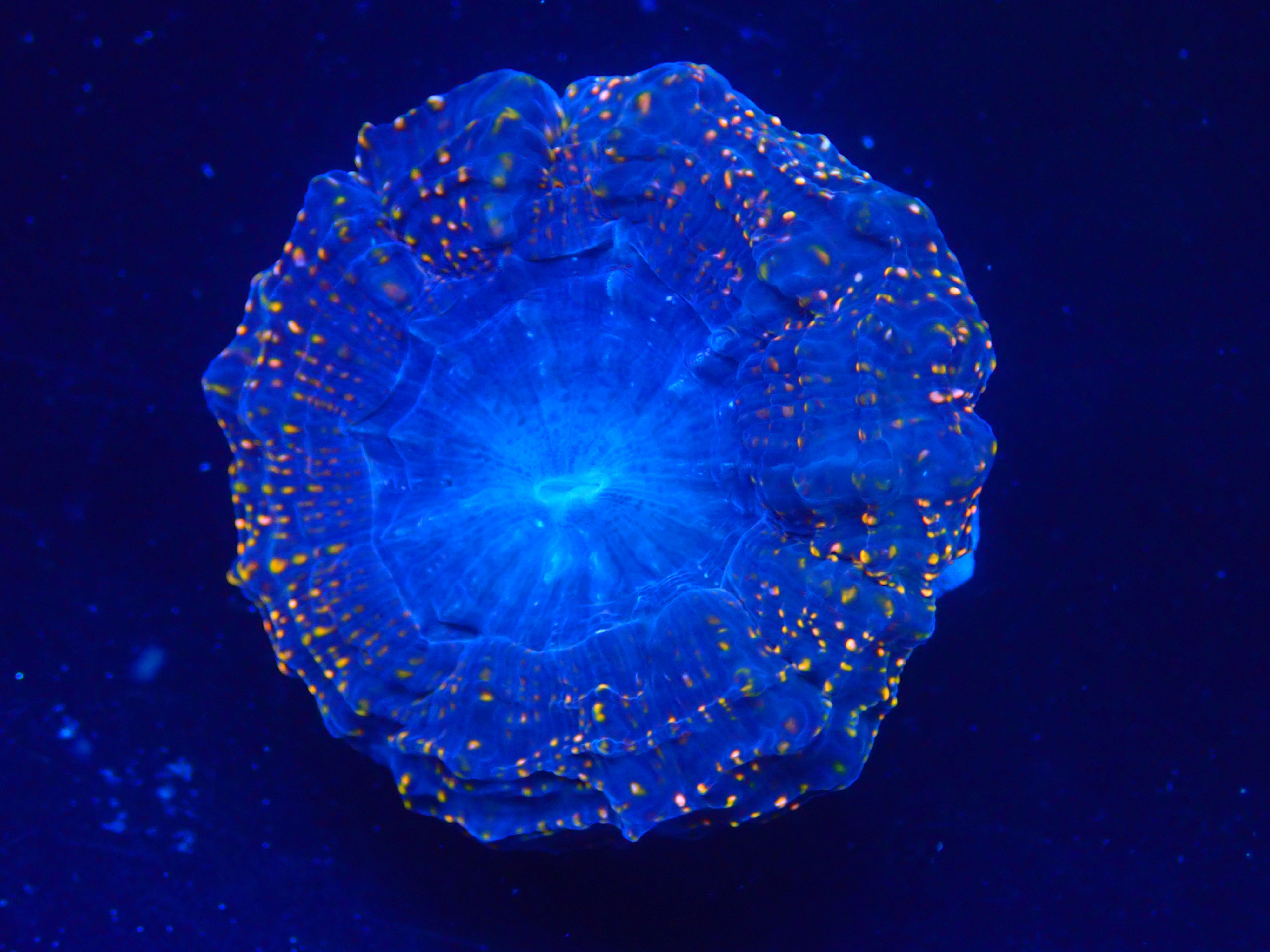 PRIVATE SALE DUSTY 12-21-25