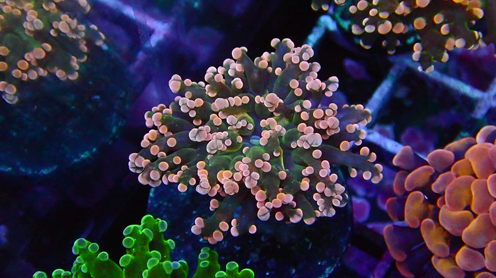 PRIVATE SALE RUSSELL 10-10-25