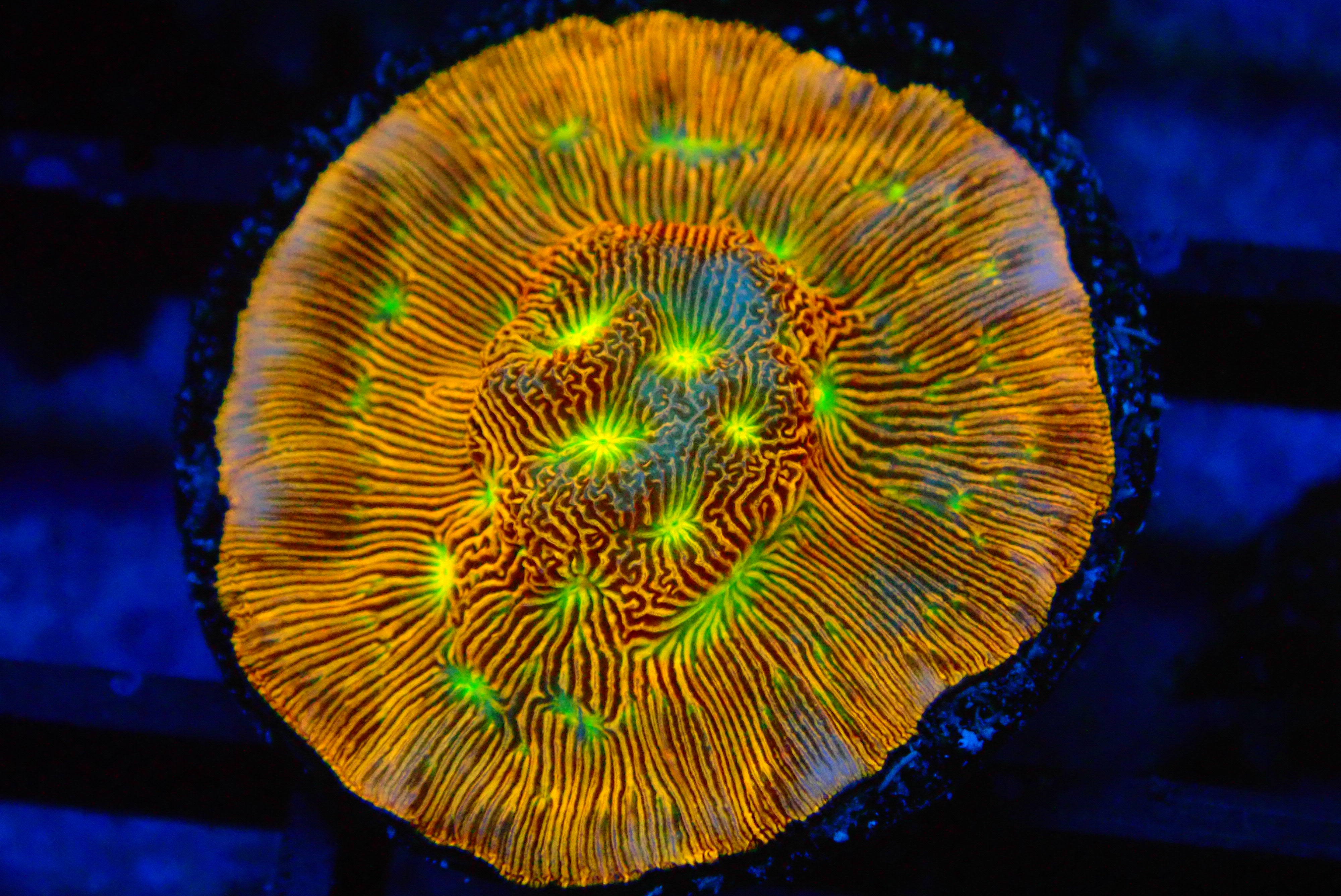 PRIVATE SALE NICHOLAS WIL 7-31-25