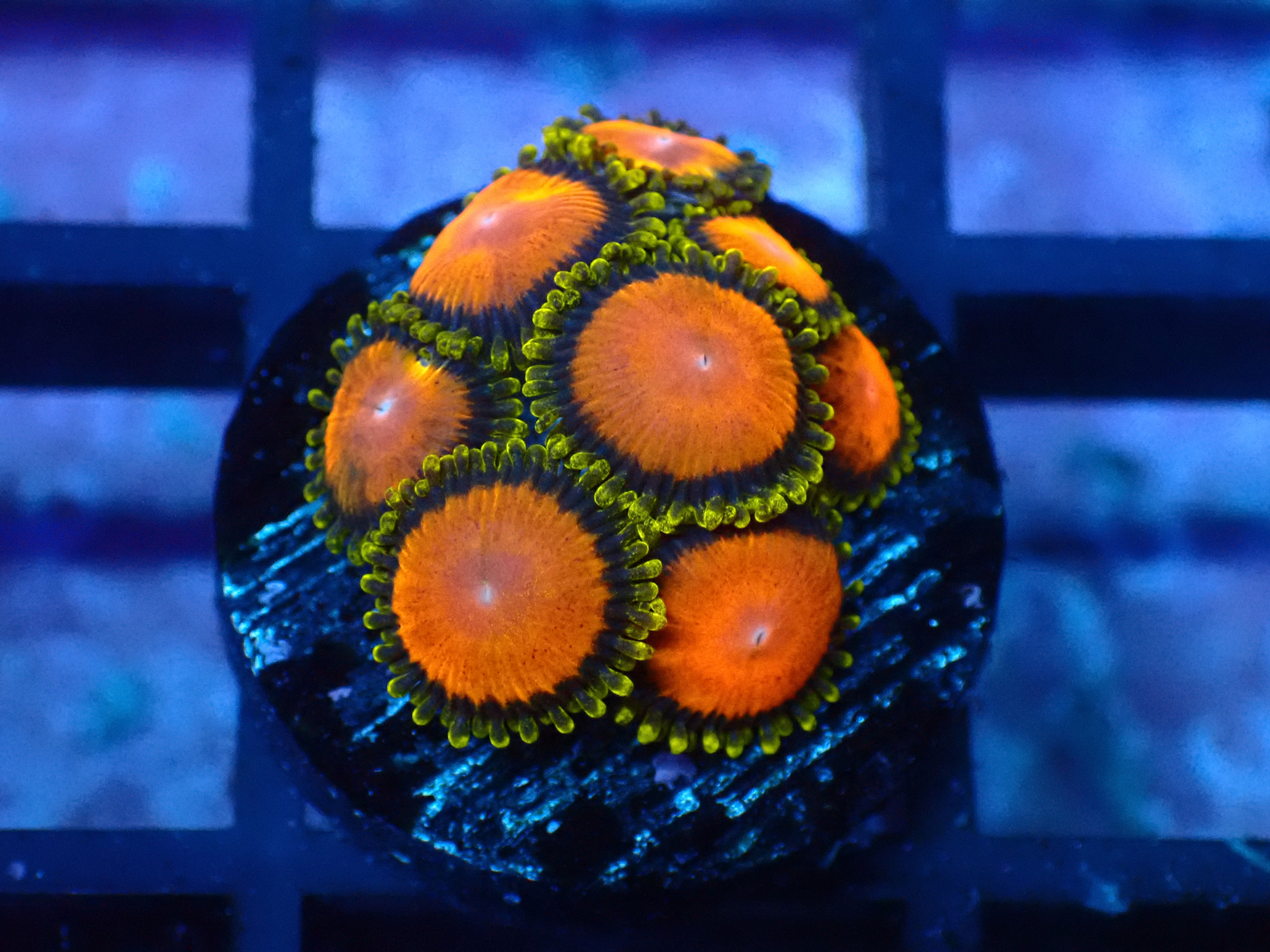 🍇 TUTTI FRUITY ZOA 🍇