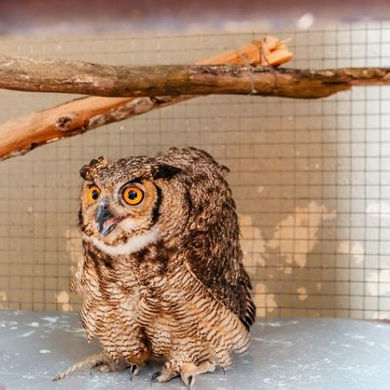 Zoológico de São Bernardo acolhe 580 animais por ano