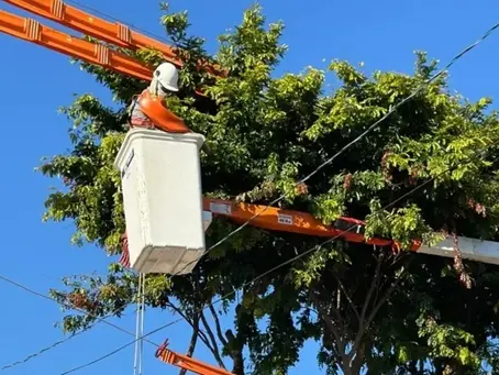 Enel realiza 83 mil podas de árvores na região no primeiro semestre