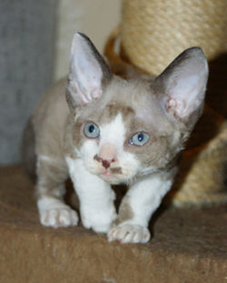 Lavender Sky Fandango*PL