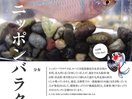 ニッポンバラタナゴ