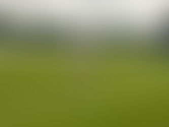 Cricket Widow on the boundary at a Cricket Match