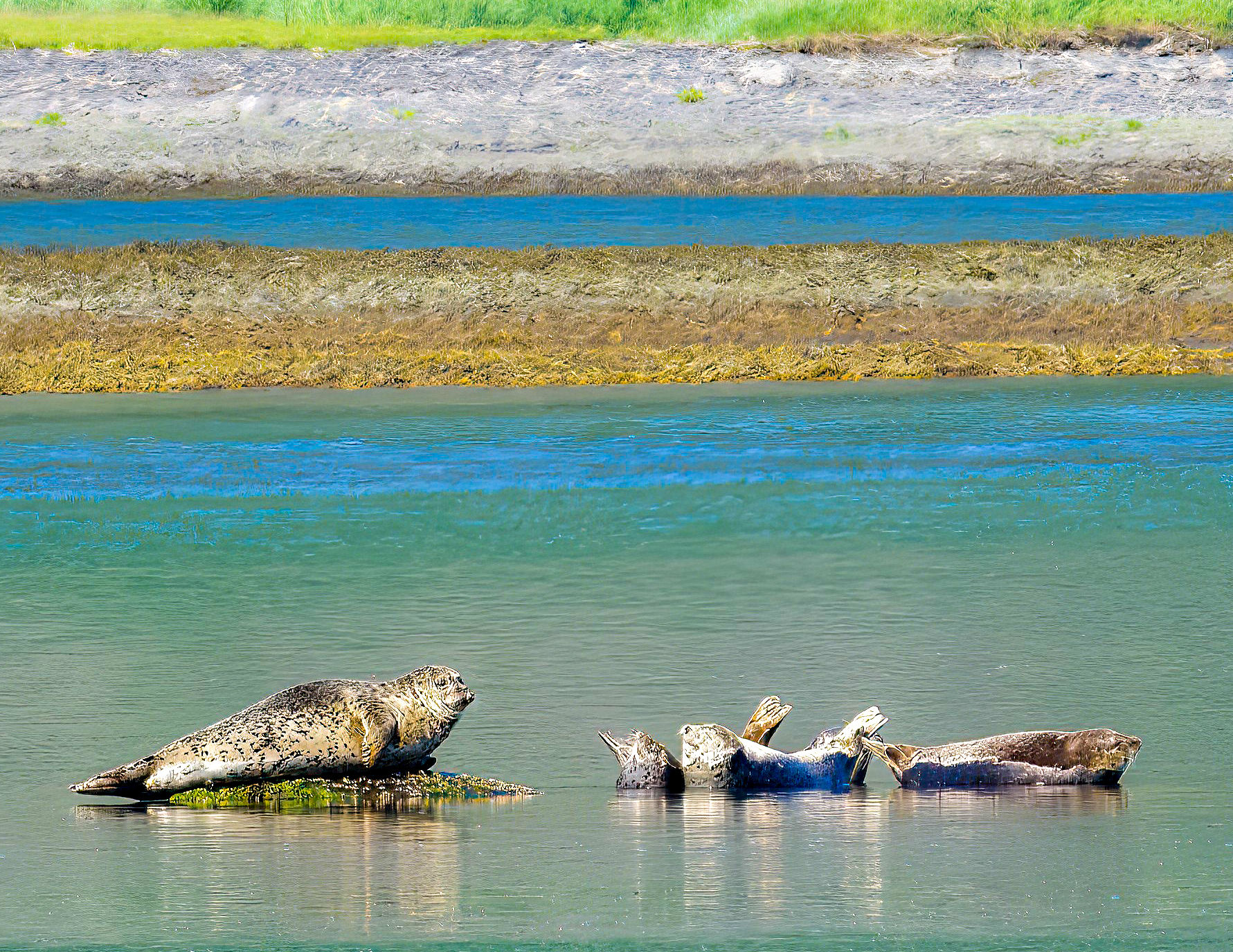 Seals Chilling @ Kenai Fjords National Park