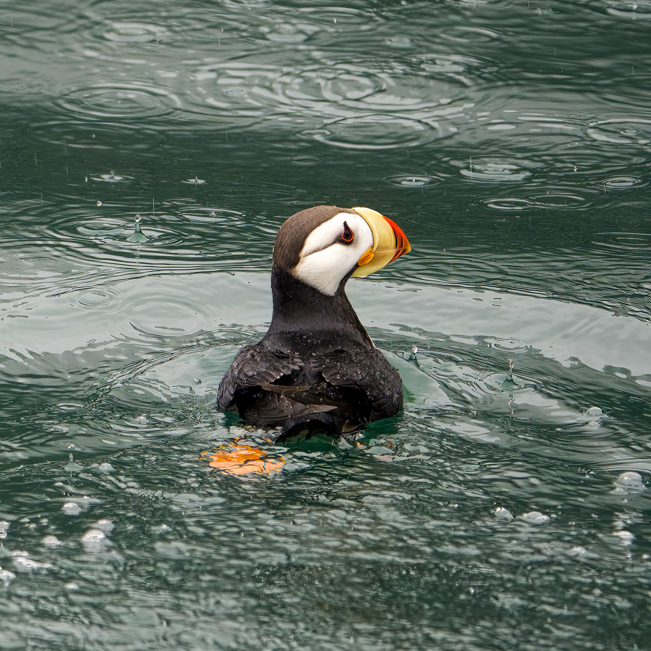 Puffin @ Kenai Fjords National Park