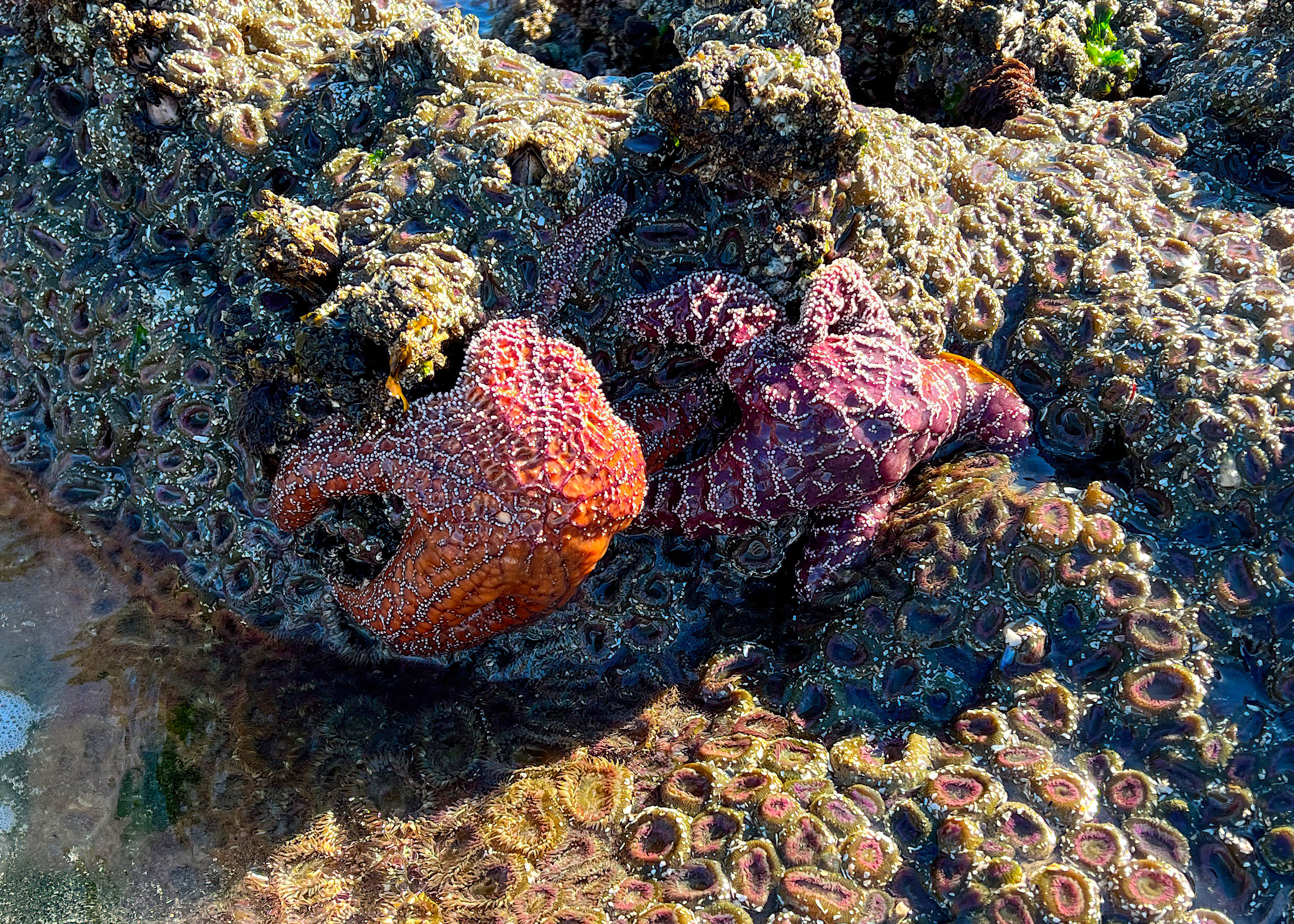 Cannon Beach Starfish @ Cannon Beach, Oregon
