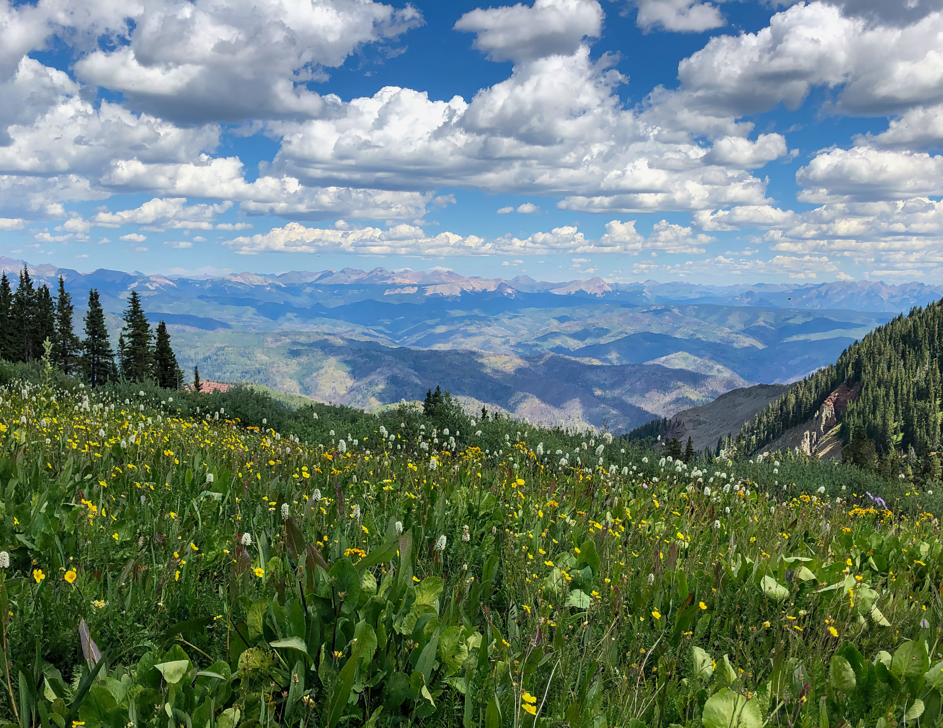 Wild Flowers  @ Hesperus, Colorado