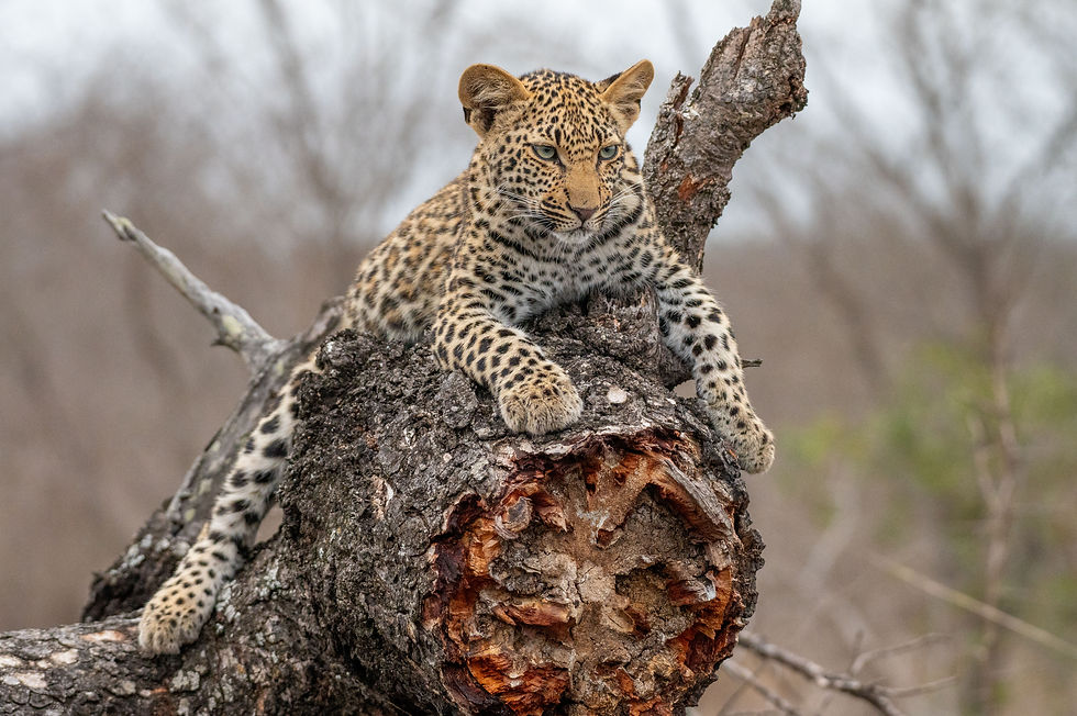 Leopard cub