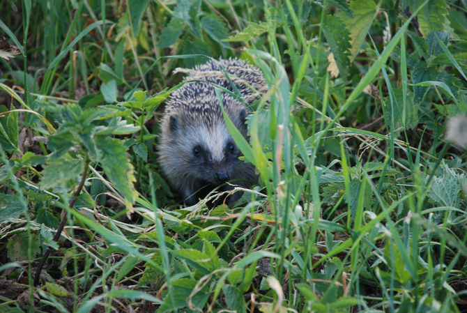 Natur(ligt) möte med en igelkott