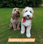 ChesterAustralian Labradoodle stud uk