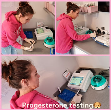 caninevprogesterone testing Fluffy Kingdom