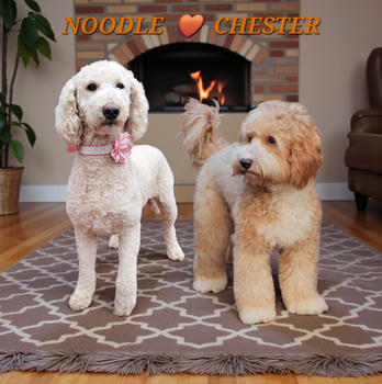 Australian Labradoodle Chester stud dog UK