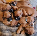 Microchipping Fluffy Kingdom